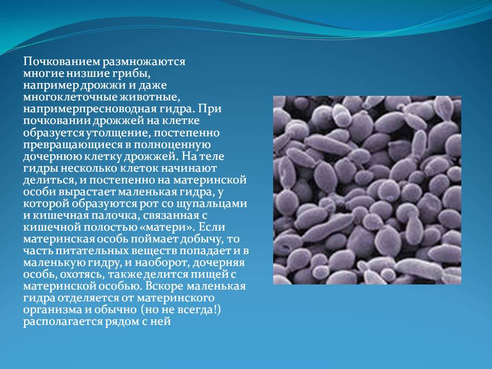 Кракен наркоз магазин